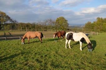 Agroturismo Meadow Ranch Holiday Home