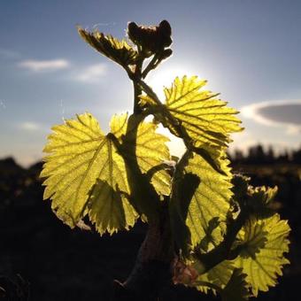 Bed & Breakfast Le Mas De La Soie