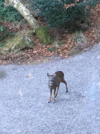 Woodland Cabins, Glencoe