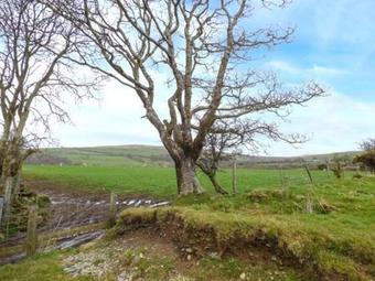 Honeysuckle, Fishguard