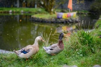 Apartamentos An Creag�n Self Catering Cottages