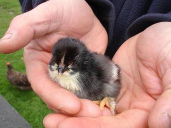 Leworthy Farmhouse Bed And Breakfast