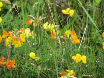 Mermaid House, 2bd/2bt, 3tv, Accessible, Sauna Spa Bath