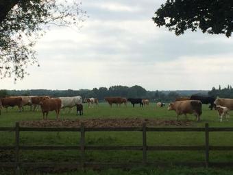 Bed & Breakfast The White Hart Inn