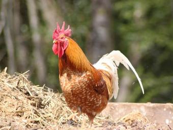 Boycombe Barn, Farway