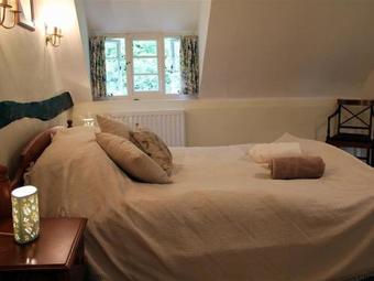 Little Owl, Petersfield