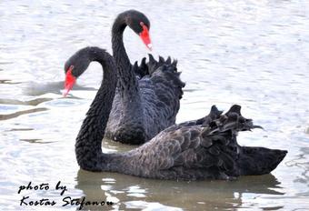 Hotel Bella Toumpa Archontiko