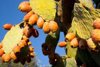 Rustic Villa 1 With Pool