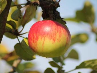 Comfortable Apartment In Zweedorf With Barbecue