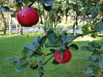 Fjelsted Skov Hotel & Konference