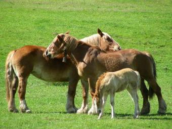 El Paller De Casa Parramon