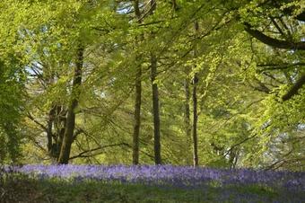 Bed & Breakfast Le Manoir De Bonningues Les Ardres