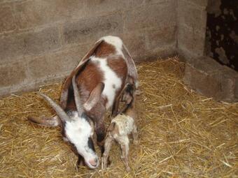 Bed & Breakfast Un Dodo Dans La P'tite Ferme