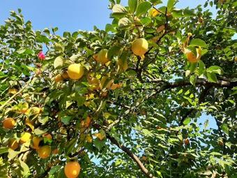 Hostal Cabernet Tali