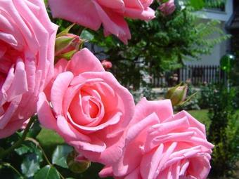 Hostal Koller Panzi�