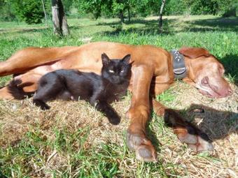 Hostal Erd?smecskei Sv�b Vend�gh�zak �s Jurtasz�ll�s