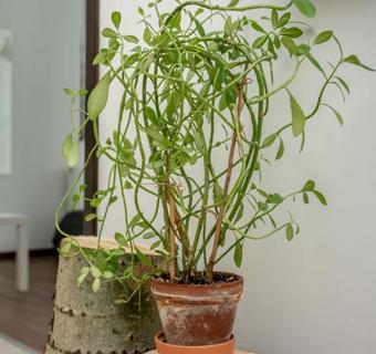 Hostal Bagosi Vend�gh�z