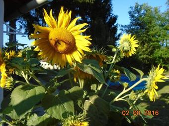 Hostal Tranquil Pines