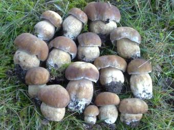 Agroturismo Agriturismo Croda Bianca