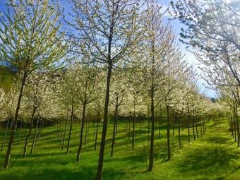 Saecula Natural Village Experience