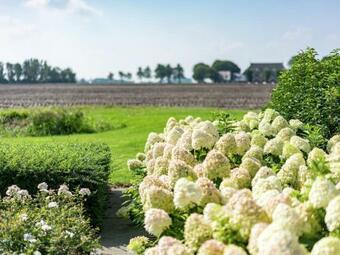 Spacious Farmhouse In Nes Gem Dongeradeel With Sauna