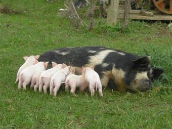 Agroturismo Waitomo Farmstay