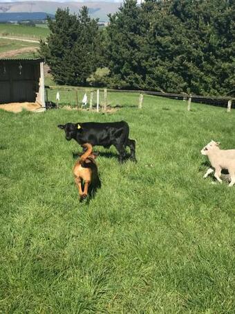 The Browns Lifesytle