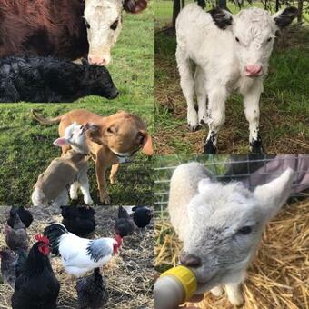 Agroturismo Pleasant Point Farm Stay