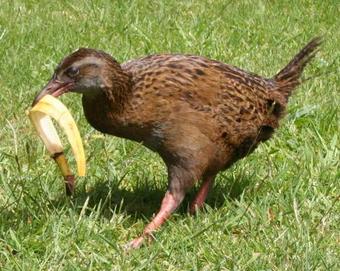 Hostal Dream Time Villa