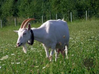 Agroturismo Farma Albert Korzenie