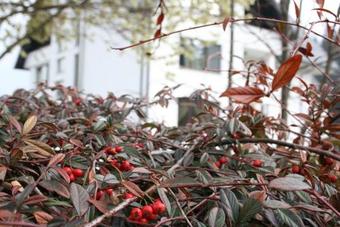 Hostal Pensiunea Almas