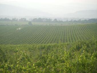 Hostal Casa Domeniile Vinului