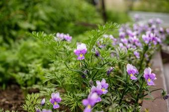 Posada Bodriy Medved Listvyanka