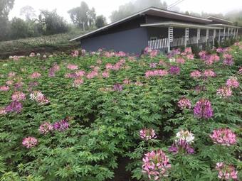 Hostal Pha Kaew Resort Khaokho