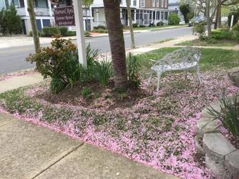 Harvard Apartments 1