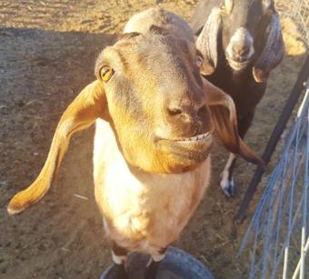 Lodge Arrowhead Country Inn And Cabins