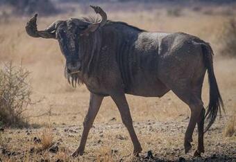 Hotel Ritsako Game Lodge