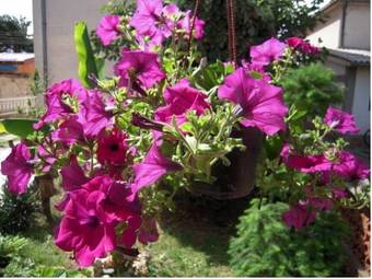 Hostal Lile Pestani Accommodation