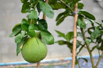 Agroturismo Sub Nai Din Coconut Farmstay