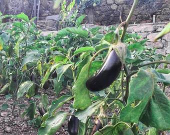 Assos Alis Farm Boutique Hotel & Spa