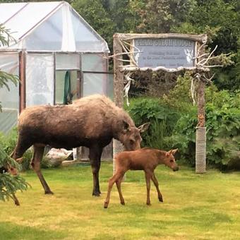Posada Clam Gulch Lodge