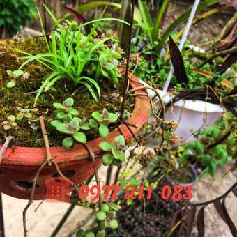 Minh Khang Homestay Ban Gioc