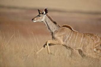 Hotel Ezemvelo Nature Reserve
