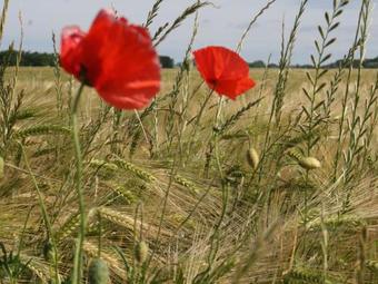 Cozy Apartment With Garden Near The Forest In Schlowe