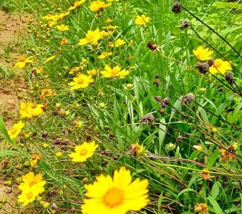 Marari Bethsaida Homestay