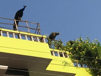 Hostal Arunachala Ramana Home