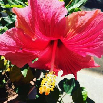 Hostal Relais Villa Italia