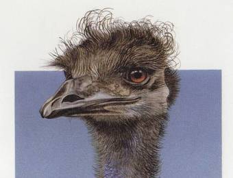 Runciman Berries And Emus B&B