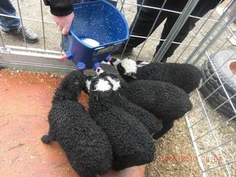 Hostal Lus�ter Timber Cabins