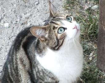 Agroturismo Agritur Manoncin